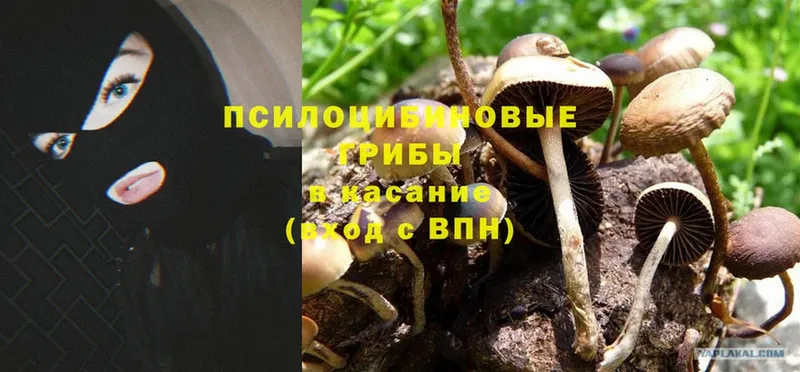 даркнет сайт  Порхов  Псилоцибиновые грибы Psilocybine cubensis 